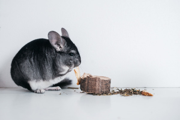 Выращивание шиншил и производство шиншиллового меха